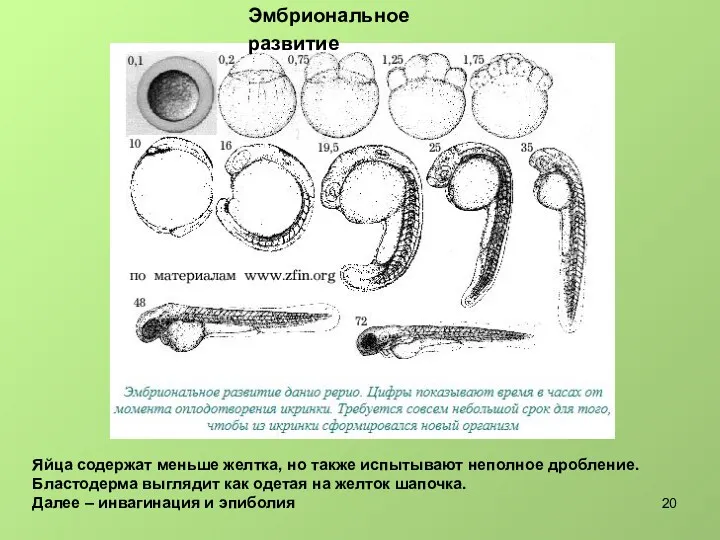 Эмбриональное развитие Яйца содержат меньше желтка, но также испытывают неполное