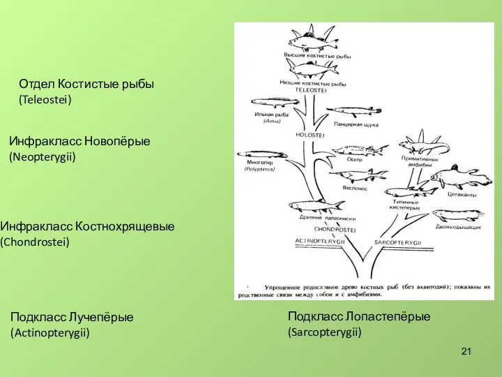 Подкласс Лопастепёрые (Sarcopterygii) Подкласс Лучепёрые (Actinopterygii) Инфракласс Костнохрящевые (Chondrostei) Отдел Костистые рыбы (Teleostei) Инфракласс Новопёрые (Neopterygii)