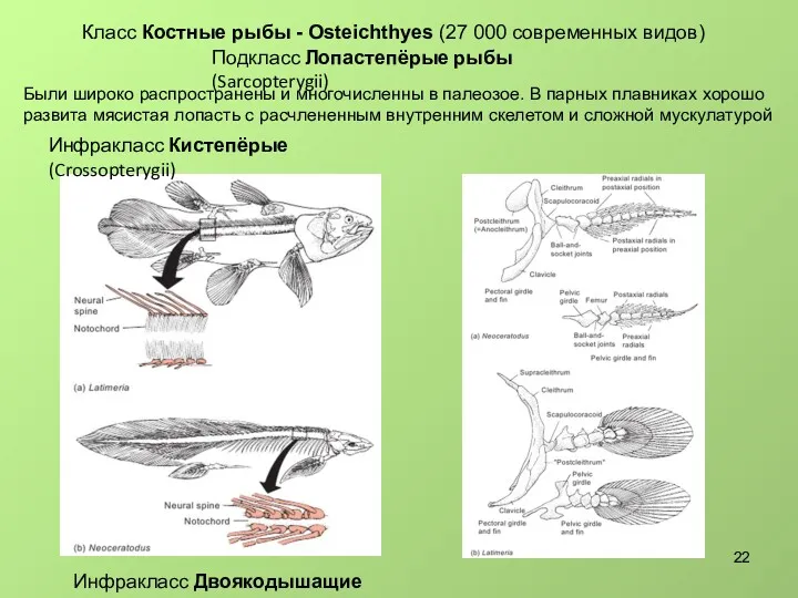 Класс Костные рыбы - Osteichthyes (27 000 современных видов) Подкласс