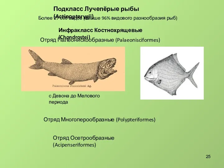 Подкласс Лучепёрые рыбы (Actinopterygii) Более 27 000 видов (свыше 96%