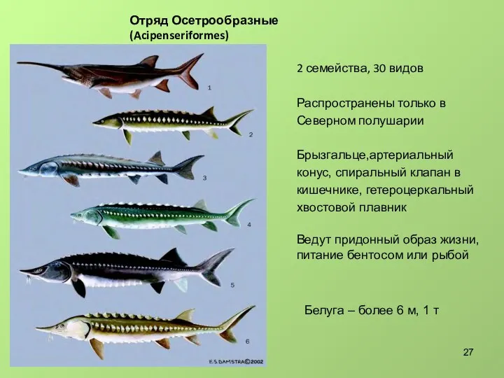 Отряд Осетрообразные (Acipenseriformes) 2 семейства, 30 видов Распространены только в