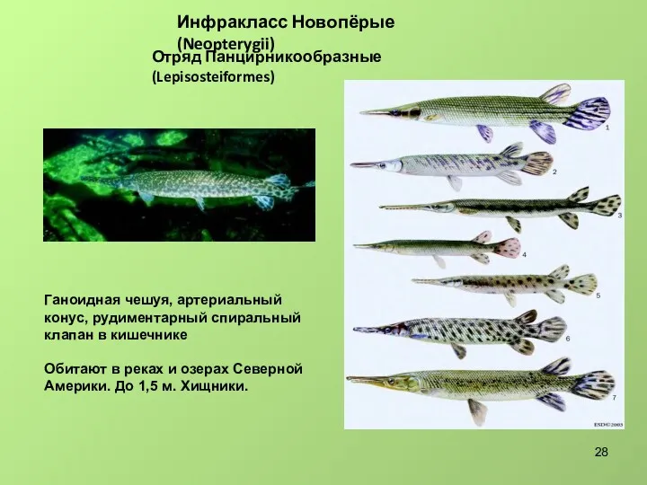 Инфракласс Новопёрые (Neopterygii) Отряд Панцирникообразные (Lepisosteiformes) Ганоидная чешуя, артериальный конус,