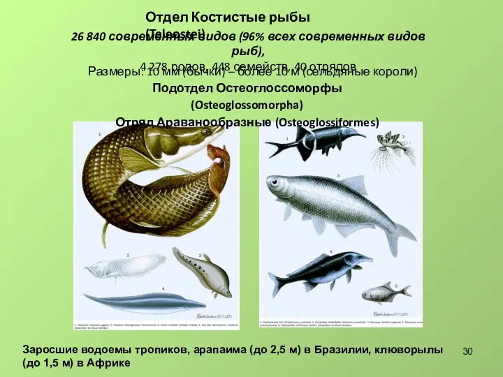 Отдел Костистые рыбы (Teleostei) 26 840 современных видов (96% всех