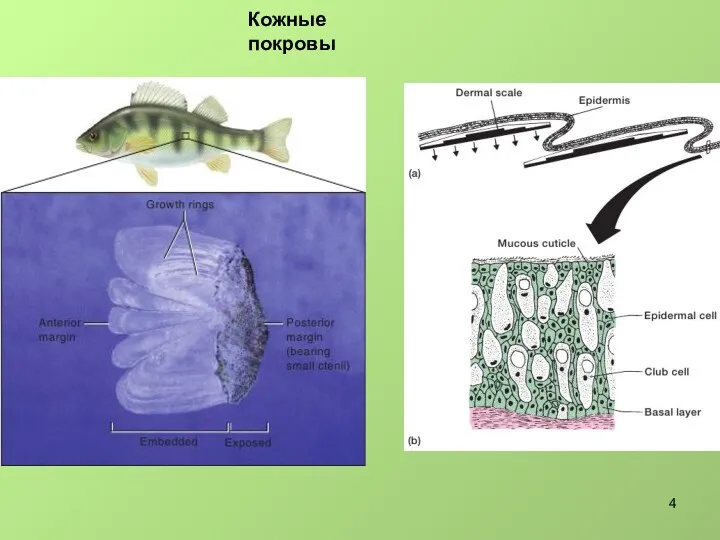 Кожные покровы