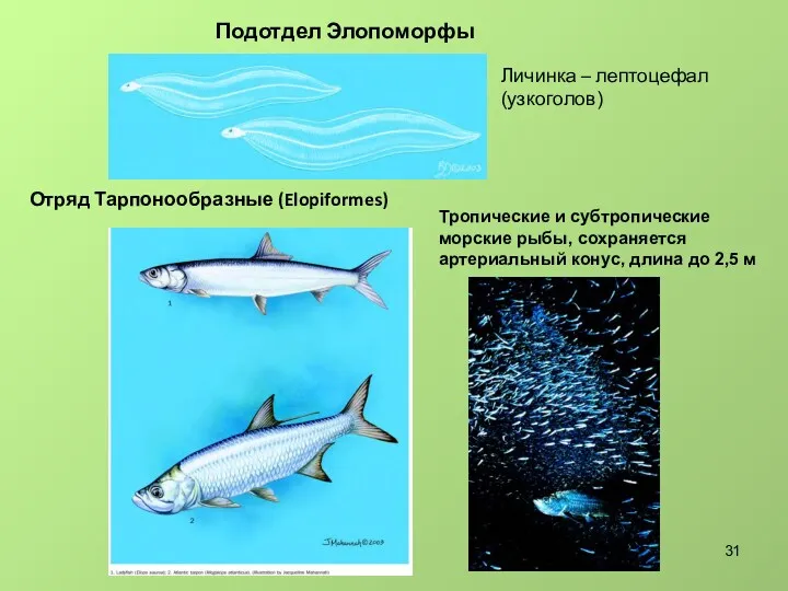 Отряд Тарпонообразные (Elopiformes) Подотдел Элопоморфы (Elopomorpha) Личинка – лептоцефал (узкоголов)