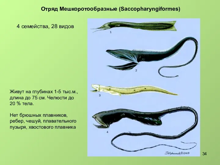 Отряд Мешкоротообразные (Saccopharyngiformes) 4 семейства, 28 видов Живут на глубинах