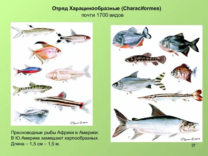 Отряд Харацинообразные (Characiformes) почти 1700 видов Пресноводные рыбы Африки и