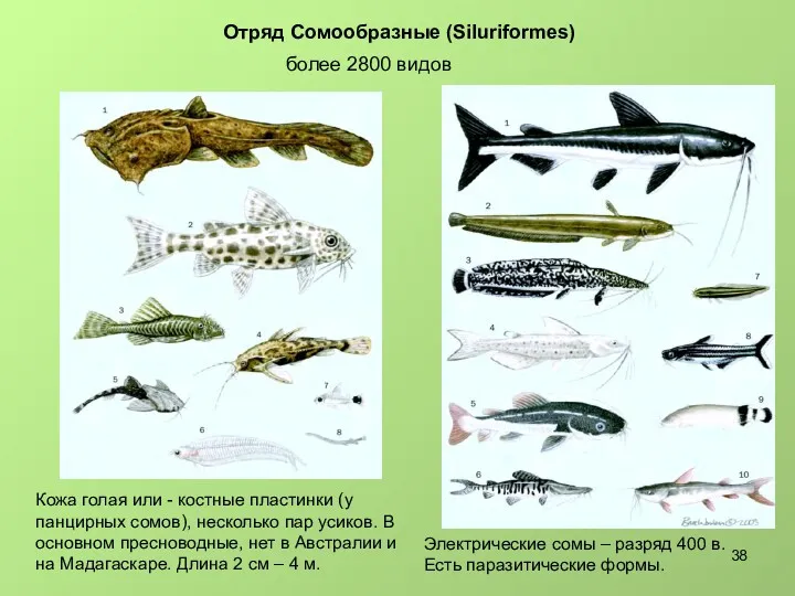 Отряд Сомообразные (Siluriformes) более 2800 видов Кожа голая или -