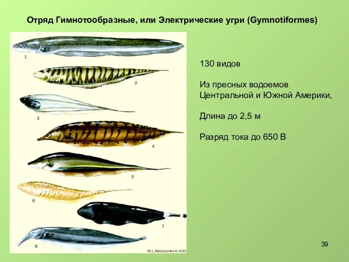 Отряд Гимнотообразные, или Электрические угри (Gymnotiformes) 130 видов Из пресных