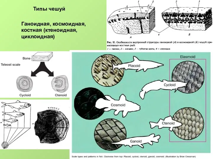 Типы чешуй Ганоидная, космоидная, костная (ктеноидная, циклоидная)