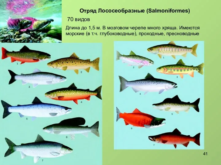 Отряд Лососеобразные (Salmoniformes) 70 видов Длина до 1,5 м. В