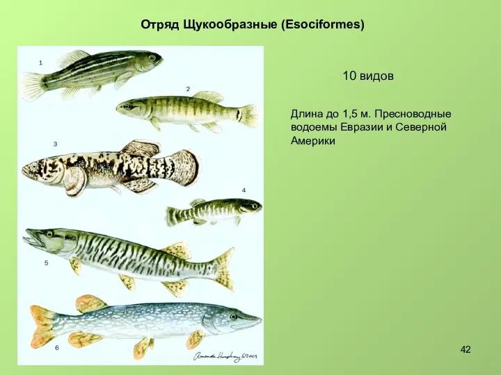 Отряд Щукообразные (Esociformes) 10 видов Длина до 1,5 м. Пресноводные водоемы Евразии и Северной Америки