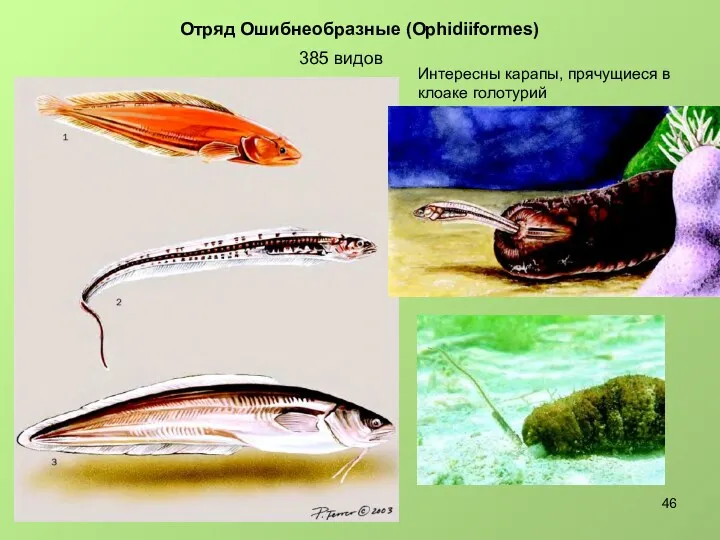 385 видов Отряд Ошибнеобразные (Ophidiiformes) Интересны карапы, прячущиеся в клоаке голотурий