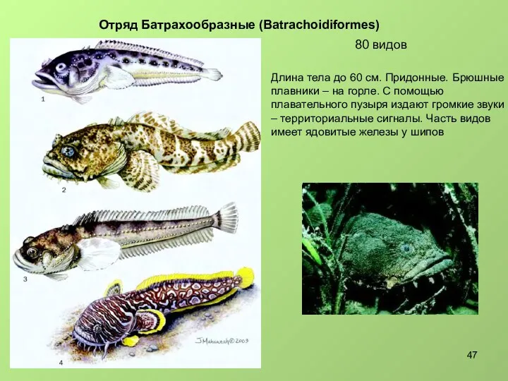 80 видов Отряд Батрахообразные (Batrachoidiformes) Длина тела до 60 см.