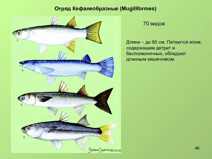 Отряд Кефалеобразные (Mugiliformes) 70 видов Длина – до 90 см.