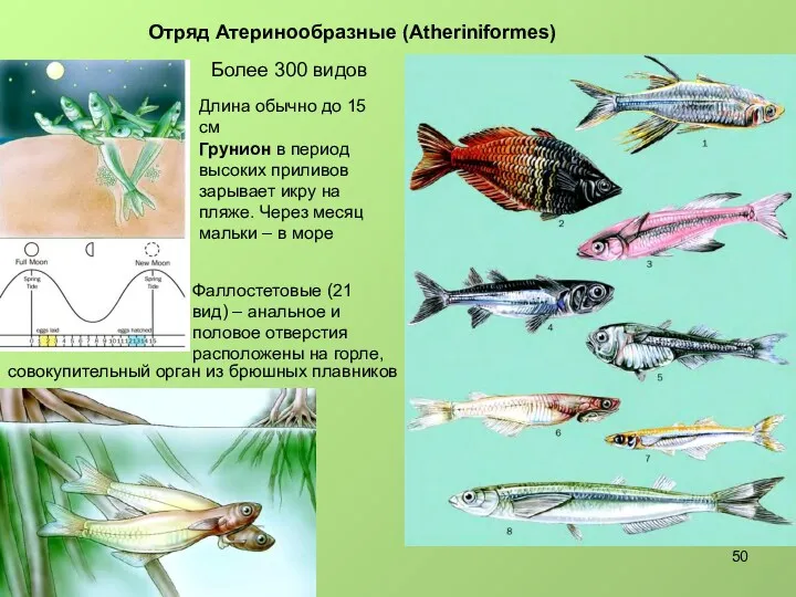 Отряд Атеринообразные (Atheriniformes) Более 300 видов Длина обычно до 15