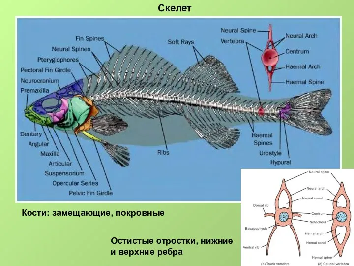 Скелет Кости: замещающие, покровные Остистые отростки, нижние и верхние ребра