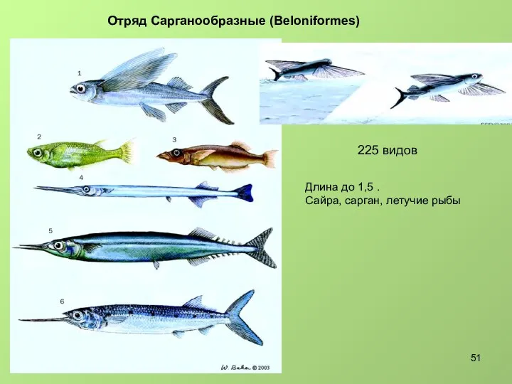 Отряд Сарганообразные (Beloniformes) 225 видов Длина до 1,5 . Сайра, сарган, летучие рыбы