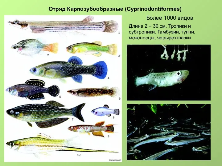 Отряд Карпозубообразные (Cyprinodontiformes) Более 1000 видов Длина 2 – 30