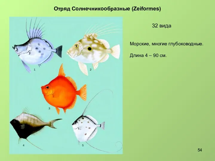 Отряд Солнечникообразные (Zeiformes) 32 вида Морские, многие глубоководные. Длина 4 – 90 см.