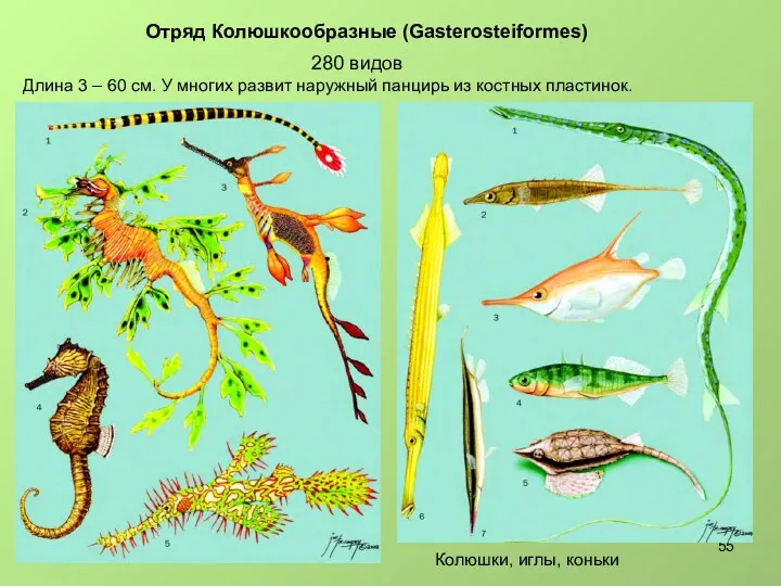 280 видов Отряд Колюшкообразные (Gasterosteiformes) Длина 3 – 60 см.