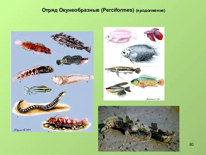 Отряд Окунеобразные (Perciformes) (продолжение)