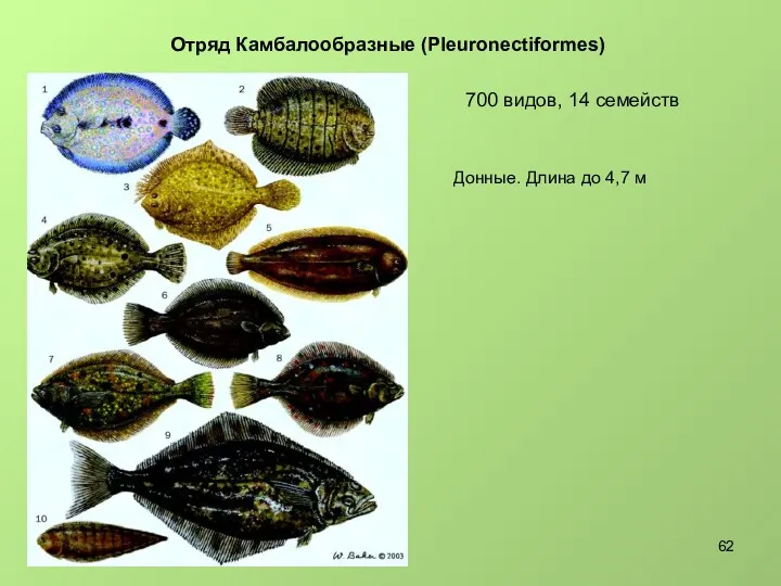 Отряд Камбалообразные (Pleuronectiformes) 700 видов, 14 семейств Донные. Длина до 4,7 м