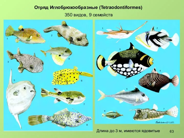 Отряд Иглобрюхообразные (Tetraodontiformes) 350 видов, 9 семейств Длина до 3 м, имеются ядовитые