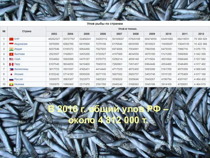 В 2016 г. общий улов РФ – около 4 812 000 т.