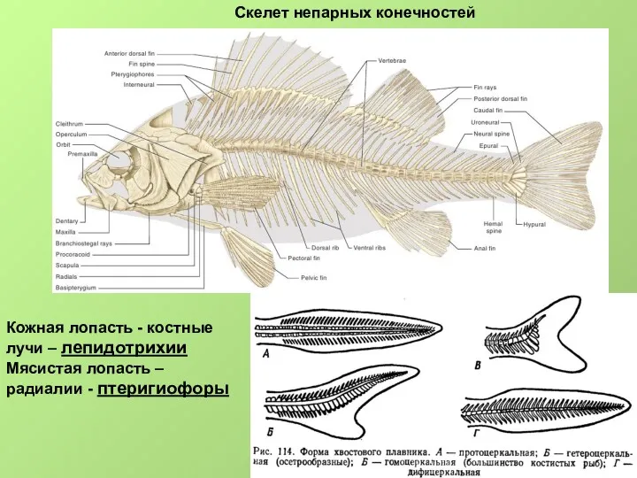 Скелет непарных конечностей Кожная лопасть - костные лучи – лепидотрихии Мясистая лопасть – радиалии - птеригиофоры