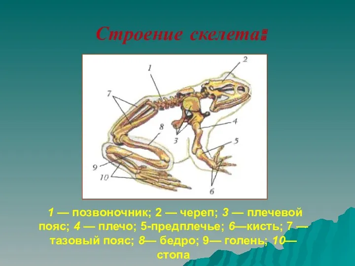 Строение скелета: 1 — позвоночник; 2 — череп; 3 — плечевой пояс; 4