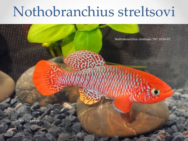 Nothobranchius streltsovi