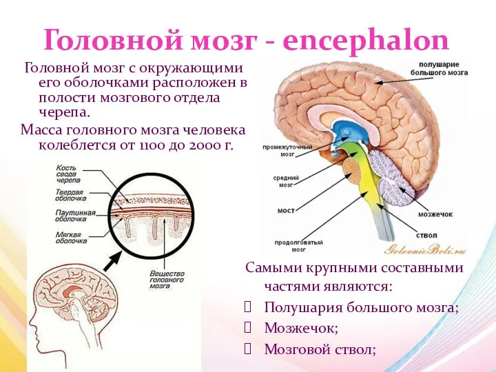 Головной мозг - encephalon Головной мозг с окружающими его оболочками расположен в полости