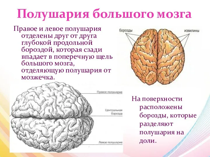 Полушария большого мозга Правое и левое полушария отделены друг от друга глубокой продольной
