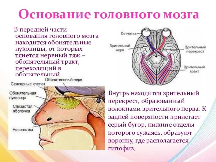 Основание головного мозга В передней части основания головного мозга находится обонятельные луковицы, от