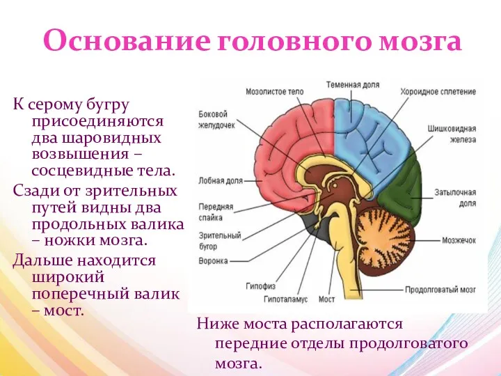 Основание головного мозга К серому бугру присоединяются два шаровидных возвышения – сосцевидные тела.
