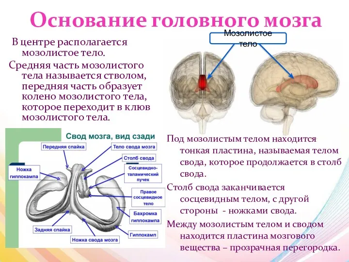Основание головного мозга В центре располагается мозолистое тело. Средняя часть мозолистого тела называется