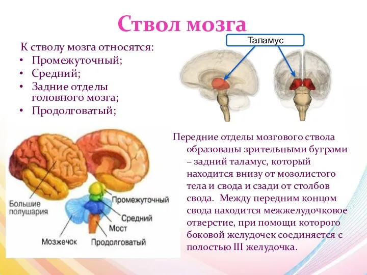 Ствол мозга К стволу мозга относятся: Промежуточный; Средний; Задние отделы головного мозга; Продолговатый;
