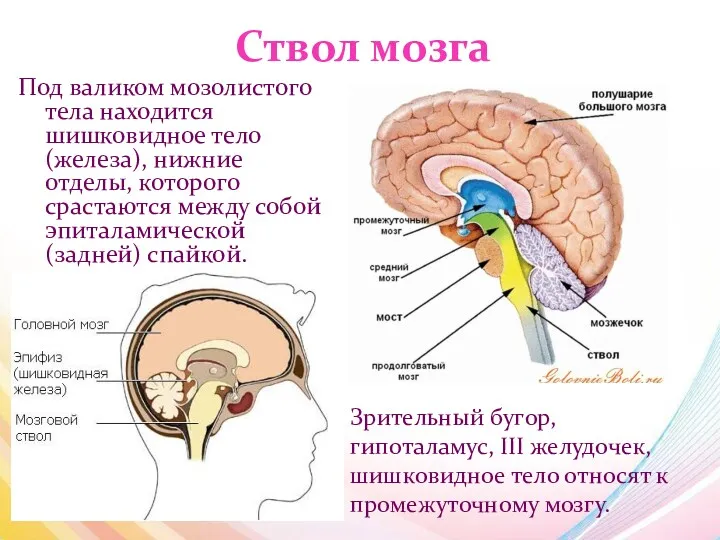 Ствол мозга Под валиком мозолистого тела находится шишковидное тело (железа), нижние отделы, которого