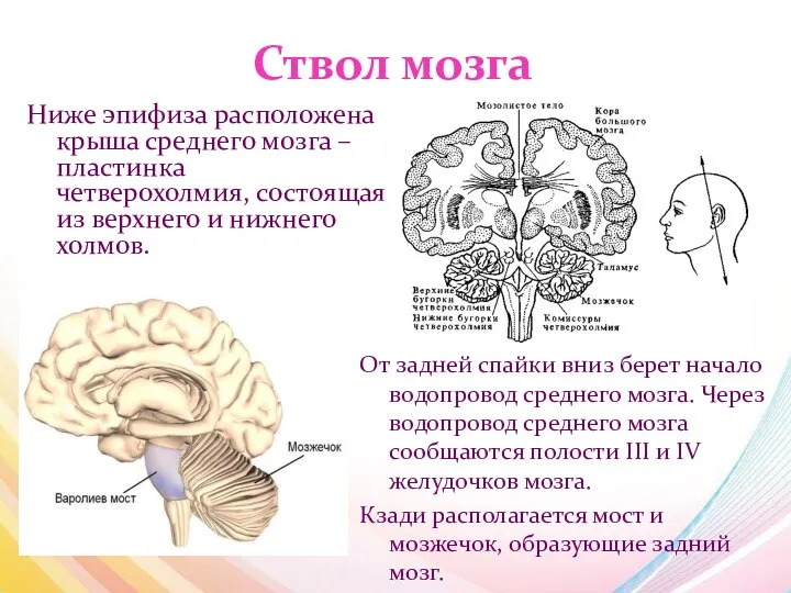 Ствол мозга Ниже эпифиза расположена крыша среднего мозга – пластинка четверохолмия, состоящая из