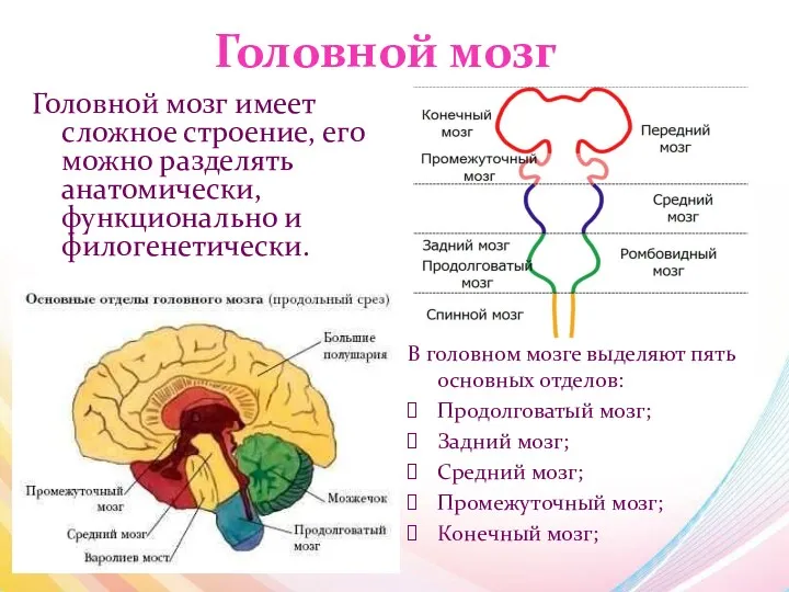 Головной мозг Головной мозг имеет сложное строение, его можно разделять анатомически, функционально и