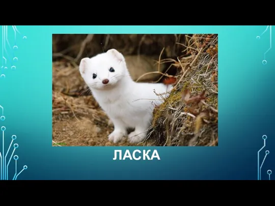 ЛАСКА