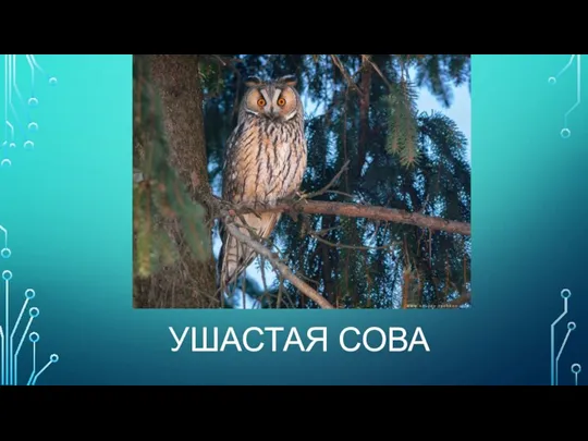 УШАСТАЯ СОВА