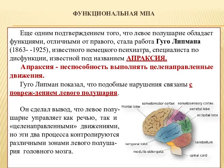 ФУНКЦИОНАЛЬНАЯ МПА Еще одним подтверждением того, что левое полушарие обладает