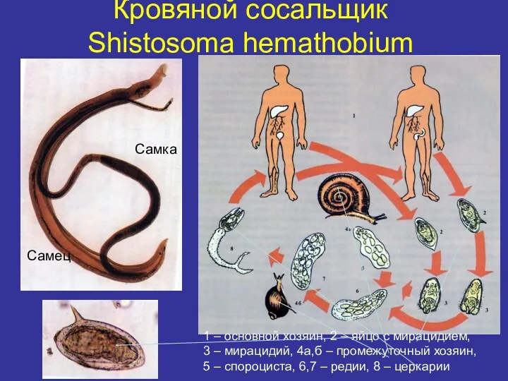 Кровяной сосальщик Shistosoma hemathobium Самец Самка 1 – основной хозяин,