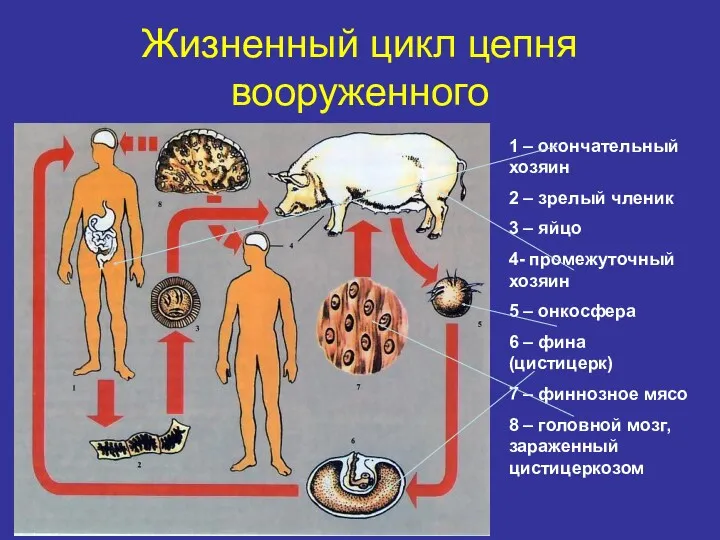 Жизненный цикл цепня вооруженного 1 – окончательный хозяин 2 –