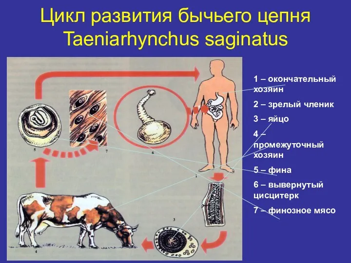 Цикл развития бычьего цепня Taeniarhynchus saginatus 1 – окончательный хозяин