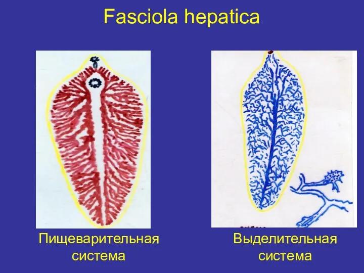 Fasciola hepatica Пищеварительная система Выделительная система
