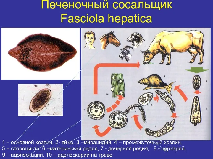 Печеночный сосальщик Fasciola hepatica 1 – основной хозяин, 2- яйцо,