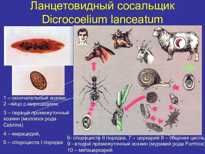 Ланцетовидный сосальщик Dicrocoelium lanceatum 1 – окончательный хозяин, 2 –яйцо